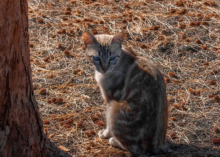 Hyde Park Lane Hotel apartamentowy Puerto del Carmen (Lanzarote)